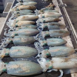 ブルースフィッシングサービス 釣果