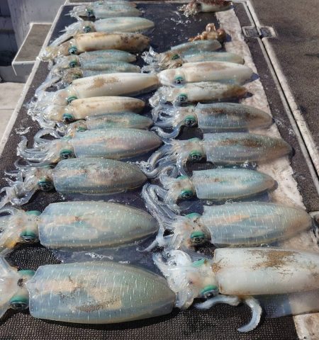 ブルースフィッシングサービス 釣果