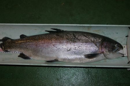 としまえんフィッシングエリア 釣果