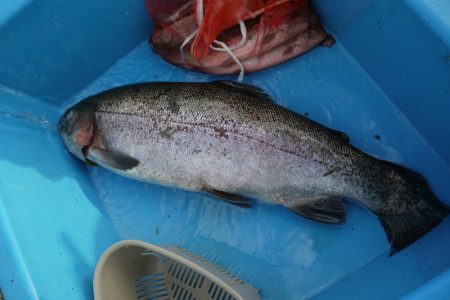 としまえんフィッシングエリア 釣果