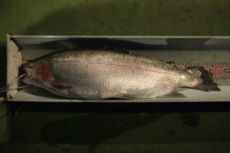 としまえんフィッシングエリア 釣果