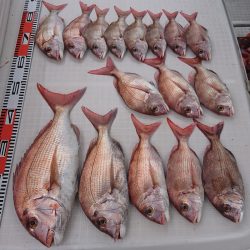 遊漁船 家入 釣果