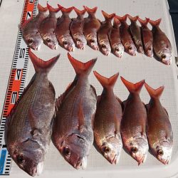 遊漁船 家入 釣果