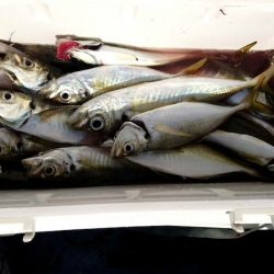 金沢八景鴨下丸 釣果