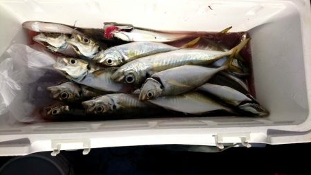 金沢八景鴨下丸 釣果