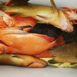 第二龍勢丸 釣果