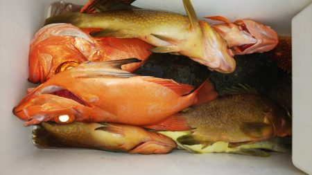 第二龍勢丸 釣果