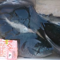 千津丸 釣果