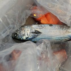 第二龍勢丸 釣果