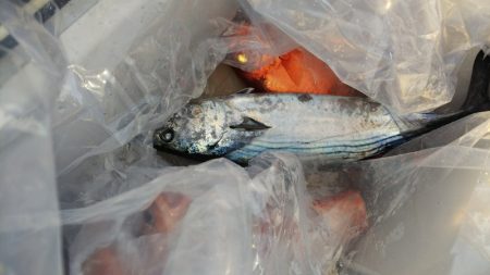 第二龍勢丸 釣果