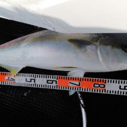 第二龍勢丸 釣果