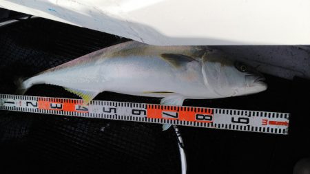 第二龍勢丸 釣果