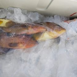 第二龍勢丸 釣果