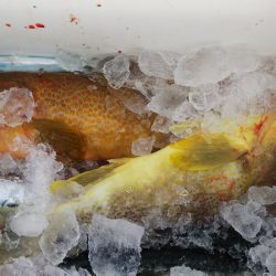 第二龍勢丸 釣果