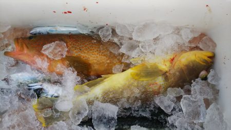 第二龍勢丸 釣果