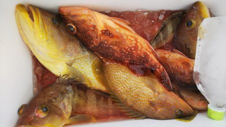 第二龍勢丸 釣果