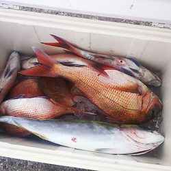 ブルドック 釣果