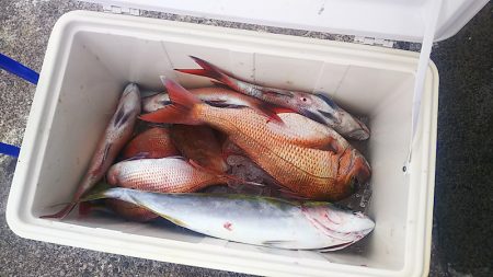 ブルドック 釣果