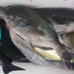 しば渡船 釣果