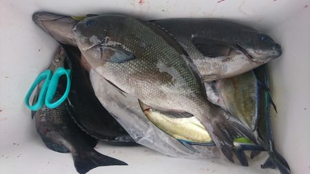 しば渡船 釣果