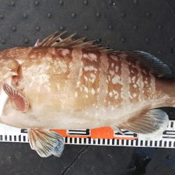 第二龍勢丸 釣果