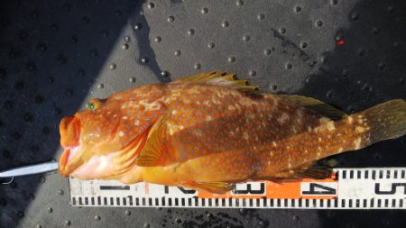 第二龍勢丸 釣果