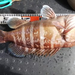 第二龍勢丸 釣果