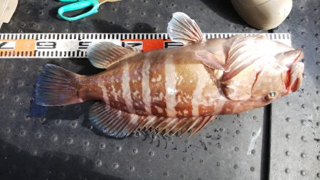 第二龍勢丸 釣果