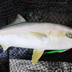 第二龍勢丸 釣果