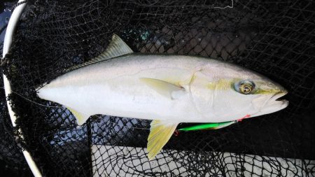 第二龍勢丸 釣果