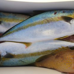 第二龍勢丸 釣果