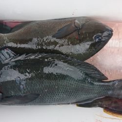 しば渡船 釣果