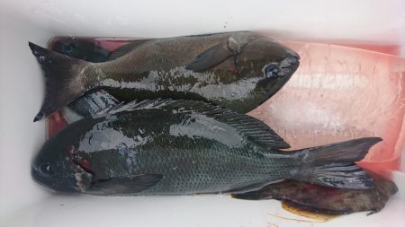 しば渡船 釣果