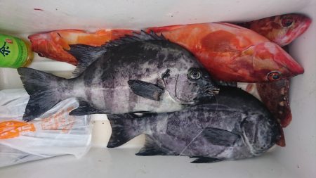 しば渡船 釣果