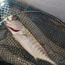 第二龍勢丸 釣果