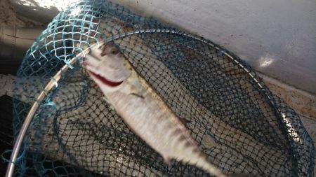 第二龍勢丸 釣果