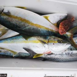 第二龍勢丸 釣果