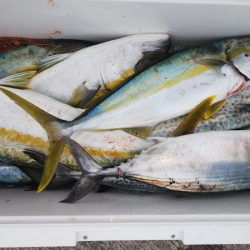 第二龍勢丸 釣果