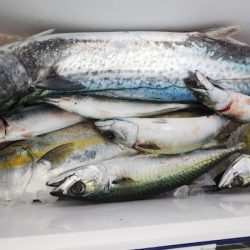 第二龍勢丸 釣果