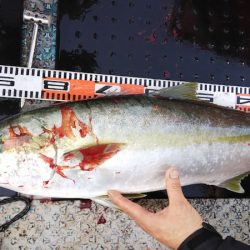 第二龍勢丸 釣果