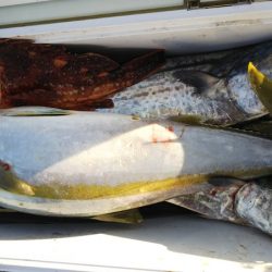 第二龍勢丸 釣果