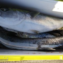 第二龍勢丸 釣果