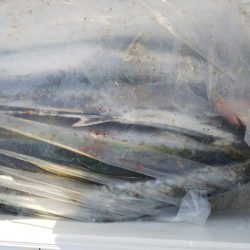 第二龍勢丸 釣果