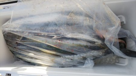 第二龍勢丸 釣果