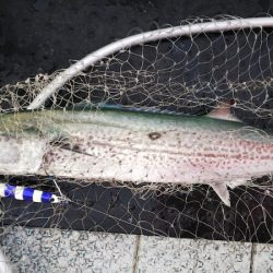 第二龍勢丸 釣果