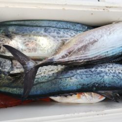 第二龍勢丸 釣果