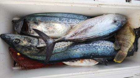 第二龍勢丸 釣果