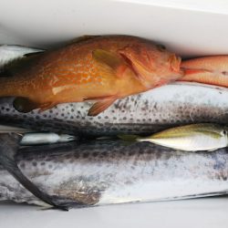 第二龍勢丸 釣果