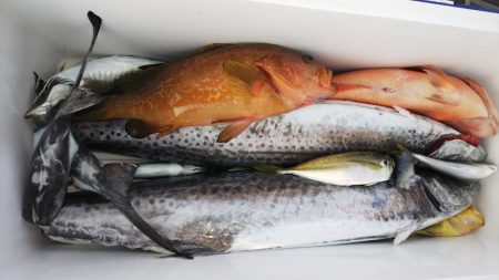 第二龍勢丸 釣果