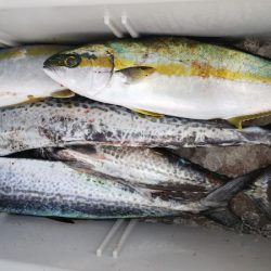 第二龍勢丸 釣果